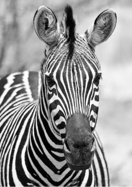 ZEBRA Boho Bracelet